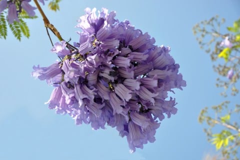 ジャカランダの花の写真